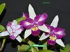 BRASSOLAELIOCATTLEYA HWA YUAN BEAUTY PEARL и Cattleya Intermedia Aquinii